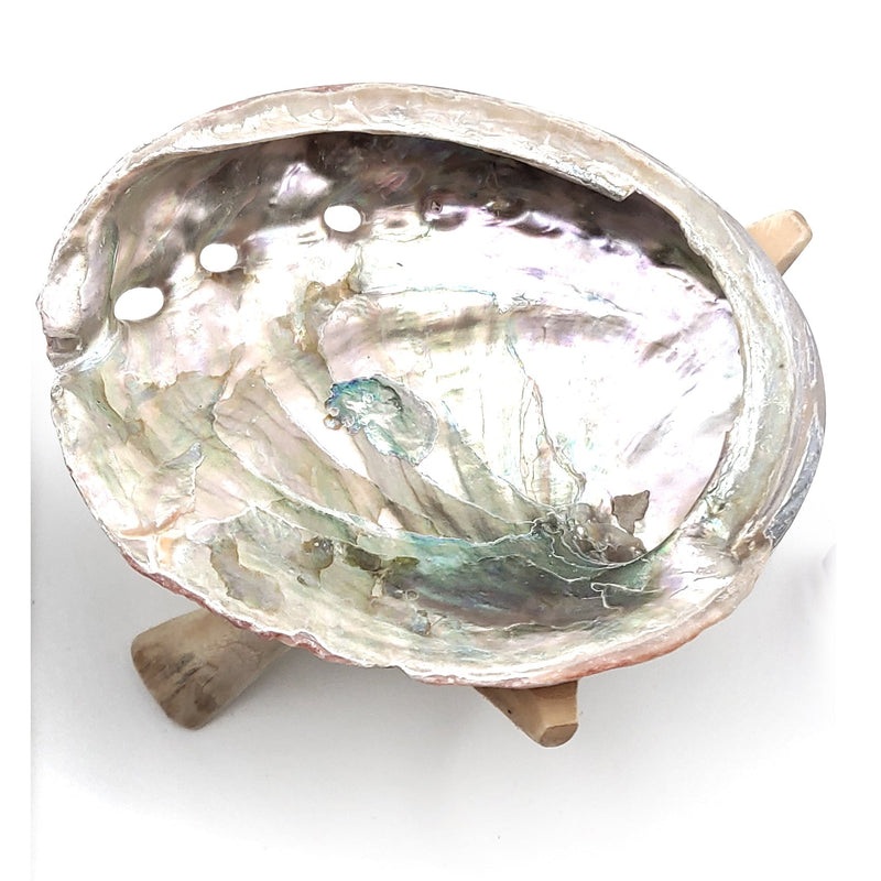 Abalone Shell with Wooden Stand - TARAH CO.