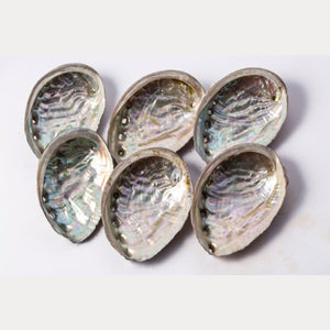 Bulk Abalone Shells, 100 Pieces - TARAH CO.